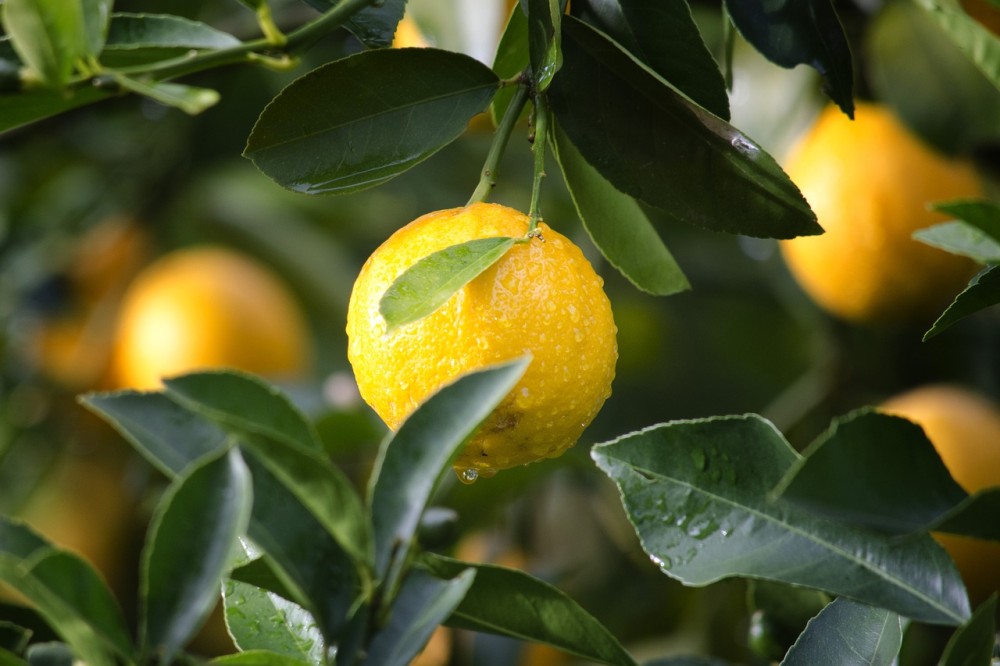 ruyada limon gormek ne anlama gelmektedir